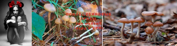 MDMA Premium VHQ Богородицк